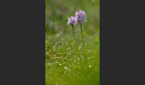 Dreizähniges Knabenkraut (Orchis tridentata)