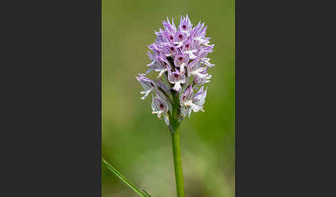 Dreizähniges Knabenkraut (Orchis tridentata)