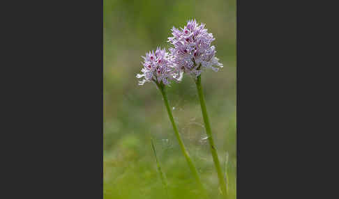 Dreizähniges Knabenkraut (Orchis tridentata)