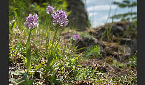 Dreizähniges Knabenkraut (Orchis tridentata)