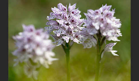 Dreizähniges Knabenkraut (Orchis tridentata)