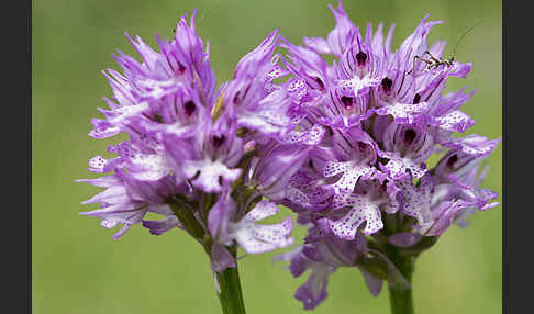 Dreizähniges Knabenkraut (Orchis tridentata)