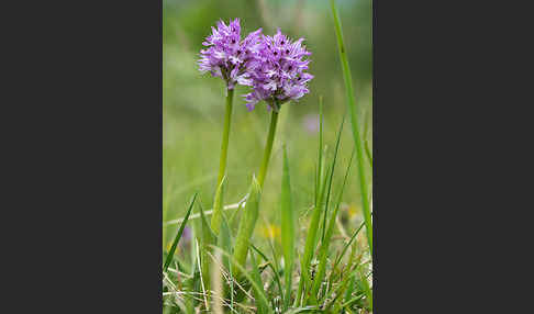 Dreizähniges Knabenkraut (Orchis tridentata)