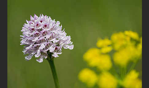 Dreizähniges Knabenkraut (Orchis tridentata)