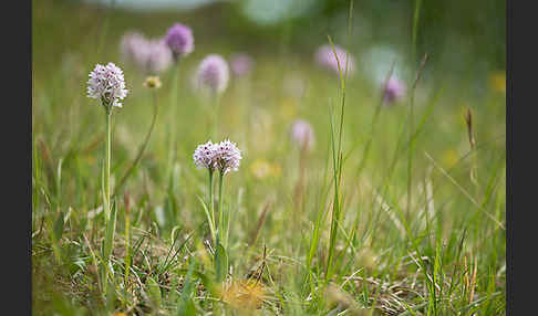 Dreizähniges Knabenkraut (Orchis tridentata)