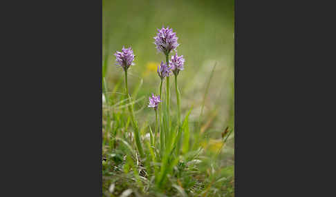 Dreizähniges Knabenkraut (Orchis tridentata)