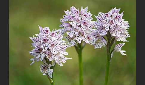 Dreizähniges Knabenkraut (Orchis tridentata)