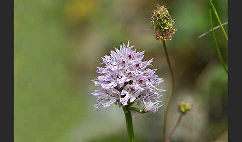 Dreizähniges Knabenkraut (Orchis tridentata)