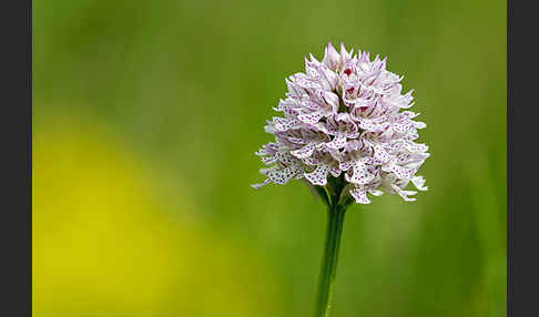 Dreizähniges Knabenkraut (Orchis tridentata)