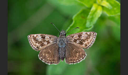 Dunkler Dickkopffalter (Erynnis tages)