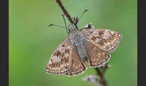 Dunkler Dickkopffalter (Erynnis tages)