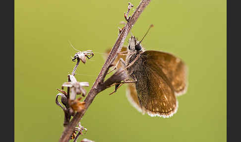 Dunkler Dickkopffalter (Erynnis tages)