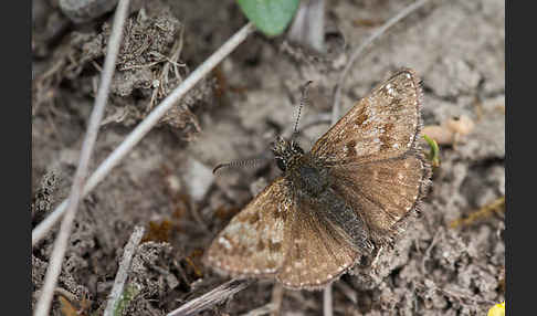 Dunkler Dickkopffalter (Erynnis tages)