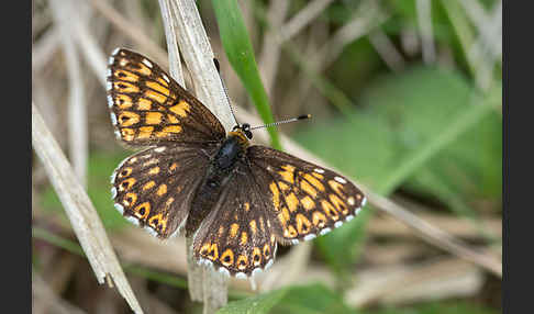 Perlbinde (Hamearis lucina)