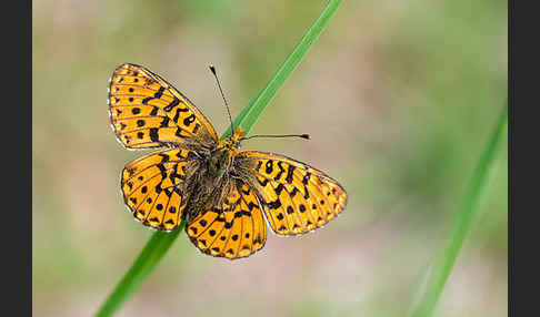 Silberfleck-Perlmuttfalter (Boloria euphrosyne)