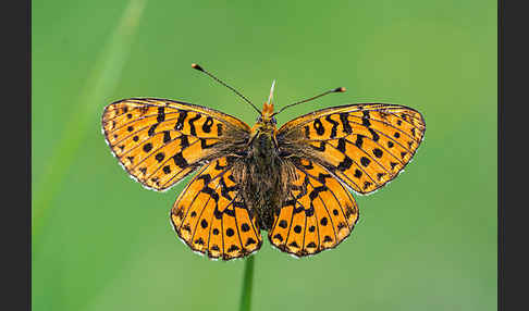 Silberfleck-Perlmuttfalter (Boloria euphrosyne)