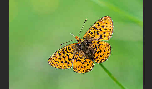 Silberfleck-Perlmuttfalter (Boloria euphrosyne)