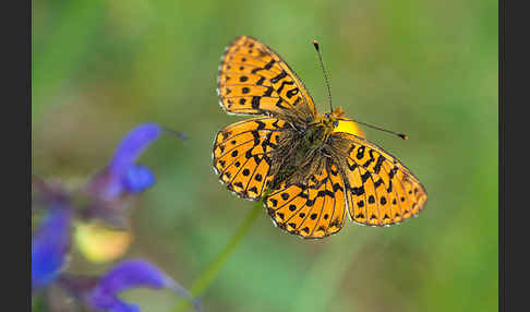 Silberfleck-Perlmuttfalter (Boloria euphrosyne)