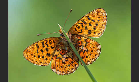 Silberfleck-Perlmuttfalter (Boloria euphrosyne)