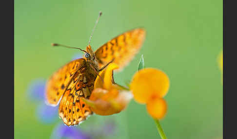 Silberfleck-Perlmuttfalter (Boloria euphrosyne)