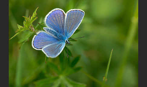 Gemeiner Bläuling (Polyommatus icarus)