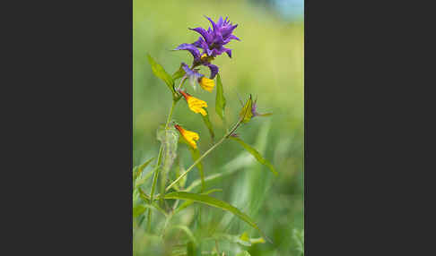 Hain-Wachtelweizen (Melampyrum nemorosum)