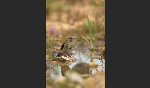 Stieglitz (Carduelis carduelis)