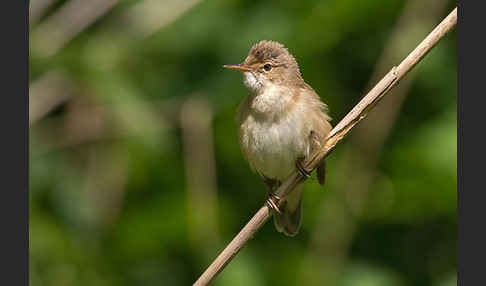 Teichrohrsänger (Acrocephalus scirpaceus)