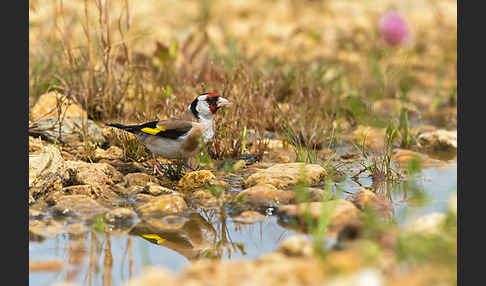 Stieglitz (Carduelis carduelis)