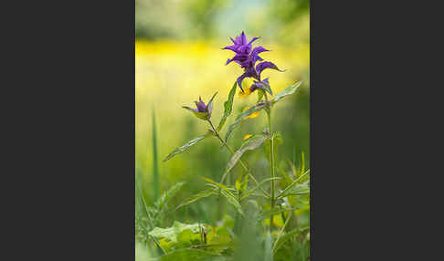 Hain-Wachtelweizen (Melampyrum nemorosum)