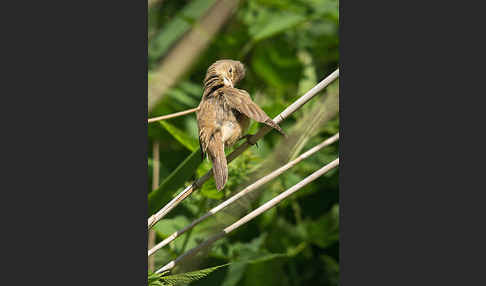 Teichrohrsänger (Acrocephalus scirpaceus)