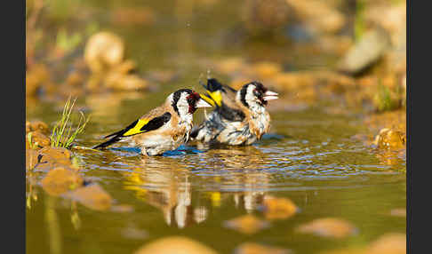 Stieglitz (Carduelis carduelis)