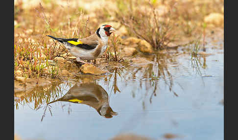 Stieglitz (Carduelis carduelis)