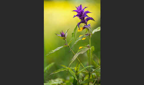 Hain-Wachtelweizen (Melampyrum nemorosum)