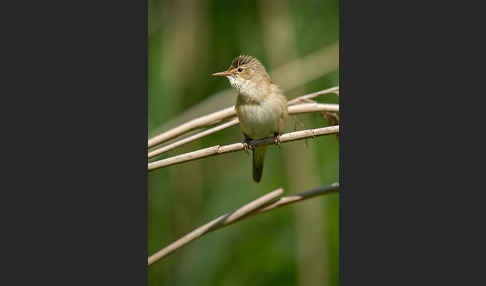 Teichrohrsänger (Acrocephalus scirpaceus)