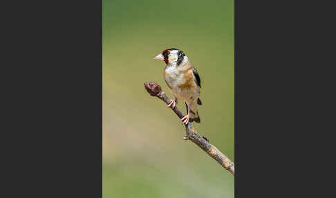 Stieglitz (Carduelis carduelis)