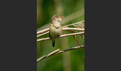 Teichrohrsänger (Acrocephalus scirpaceus)