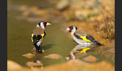 Stieglitz (Carduelis carduelis)