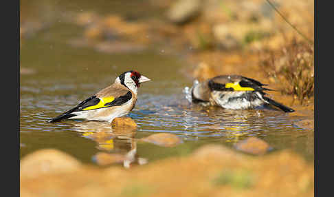 Stieglitz (Carduelis carduelis)