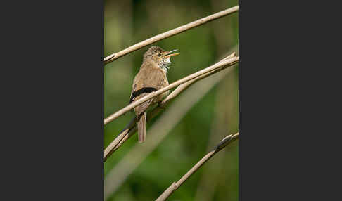 Teichrohrsänger (Acrocephalus scirpaceus)