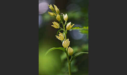 Bleiches Waldvögelein (Cephalanthera damasonium)