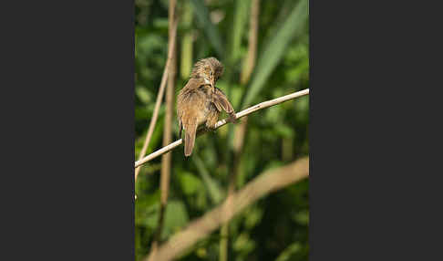 Teichrohrsänger (Acrocephalus scirpaceus)