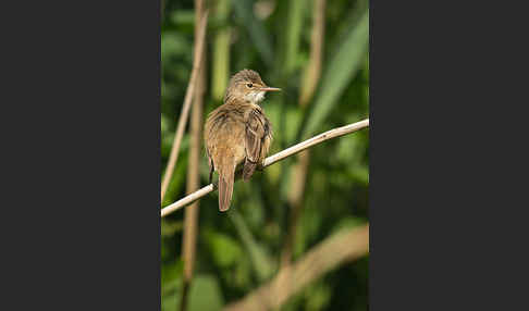 Teichrohrsänger (Acrocephalus scirpaceus)