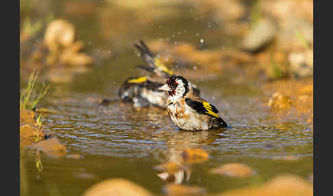 Stieglitz (Carduelis carduelis)