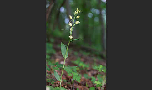 Bleiches Waldvögelein (Cephalanthera damasonium)