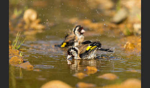 Stieglitz (Carduelis carduelis)