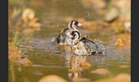 Stieglitz (Carduelis carduelis)