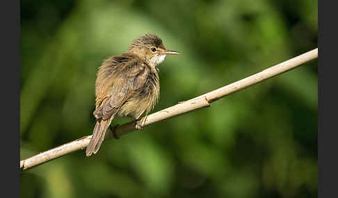 Teichrohrsänger (Acrocephalus scirpaceus)