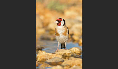 Stieglitz (Carduelis carduelis)