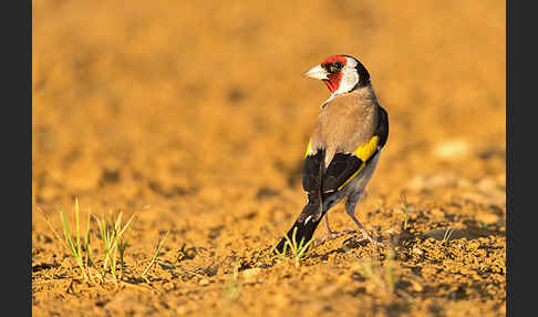 Stieglitz (Carduelis carduelis)